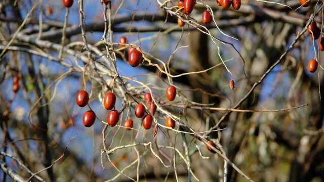 Ripening elaeagnus fruits, russian olive (elaeagnus angustifolia) tree and fruits