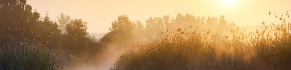 Country field in a fog at sunrise. Tree silhouettes in the background. Pure soft golden morning...