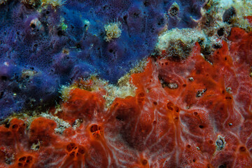 Blue and red coral close up Seychelles Indian ocean