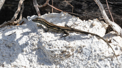 Lizards of La Gomera and La Palma (Canary Islands)