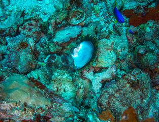 Fototapeta na wymiar Octopus and stone fish Seychelles Indian ocean