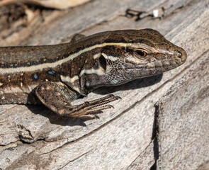 Lizards of La Gomera and La Palma (Canary Islands)