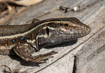 Lizards of La Gomera and La Palma (Canary Islands)