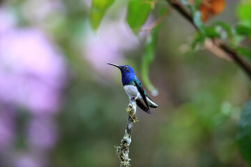 White-necked jacobin (Florisuga mellivora) in Ecuador
