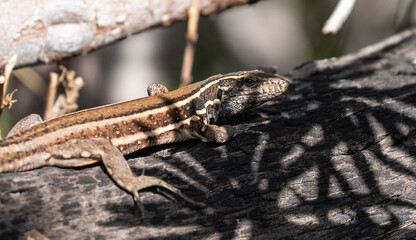 Lizards of La Gomera and La Palma (Canary Islands)