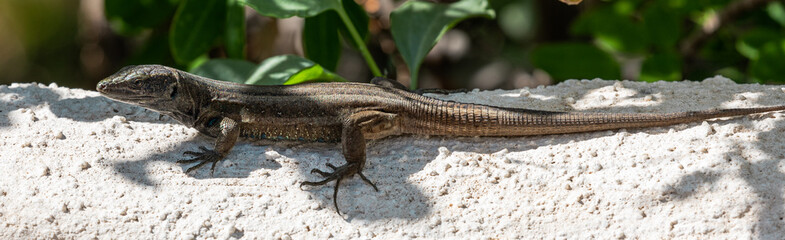 Lizards of La Gomera and La Palma (Canary Islands)