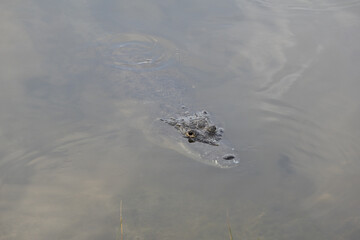 Guatemala, Central America: Crocodile swimming in the water