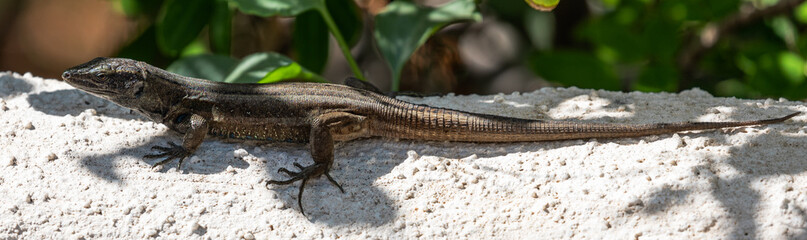 Lizards of La Gomera and La Palma (Canary Islands)