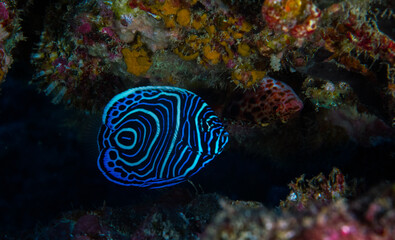 Juvenile Emperor Angelfish Seychelles Indian ocean
