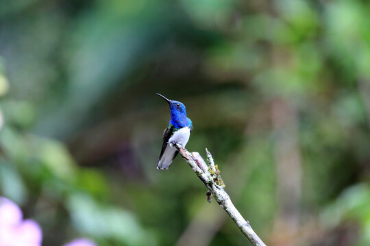 「ジャコバン派」の画像 2,120 件の Stock 写真、ベクターおよびビデオ Adobe Stock