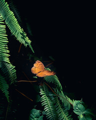 Butterfly between the shadow and highlight . Junonia hedonia, the chocolate pansy, brown soldier or chocolate argus. A butterfly found in southeast asia , indonesia , and australia