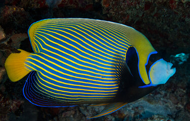 Naklejka na ściany i meble Emperor Angelfish Seychelles Indian ocean