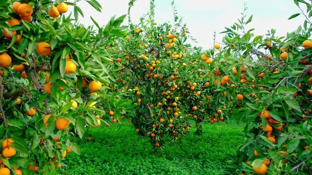 Tangerine tree garden. Branches with yellow and orange mandarin fruits.