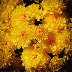 yellow chrysanthemum flowers top view closeup with dark vignetting filter background