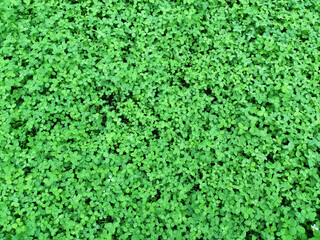 Clover leaf background. Ireland, St. Patrick's Day. Abstract natural background. Clover leaf texture. Copy space. Top view.