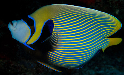 Emperor Angelfish Seychelles Indian ocean