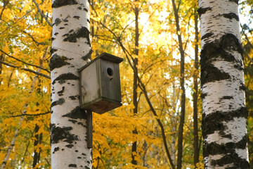 Concept of caring for birds and animals in the cold season. Wooden birdhouse for the birds on the steam of birch in city park, closeup view, camera in motion.