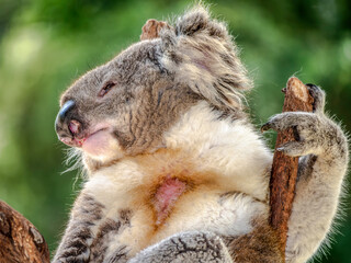  Injured Koala Side Look © david hutchinson