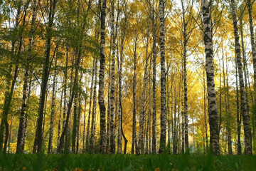 Beautiful view on autumn park with green and yellow leaves in the city, bottom view. Falling yellow dry leaves are covering green grass and ground. Birches in the sun.