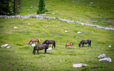 Wunderschöne Regenbogenfrolle im Kescher