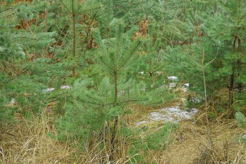 Obraz premium one small green coniferous pine in dry gray grass and white snow in a winter forest