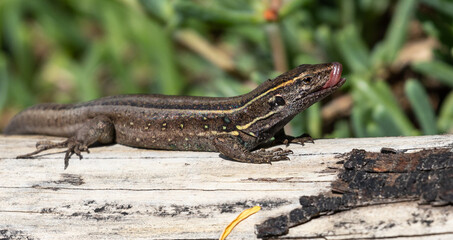 Lizards of the Canary Islands (La Gomera & La Palma)
