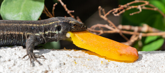 Lizards of the Canary Islands (La Gomera & La Palma)
