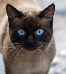 Cats of La Gomera island (canary islands)