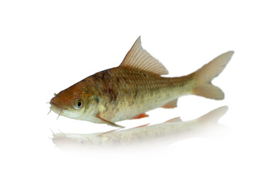 Osteochilus(Cyprinidae) isolated on white background, with clipping path
