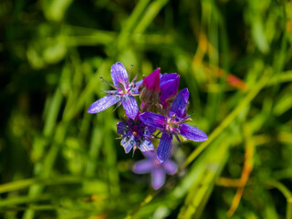 blue and purple flowers