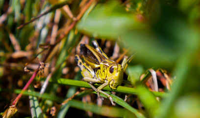 grasshopper camouflaged in grass