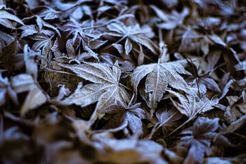 霜のついた葉