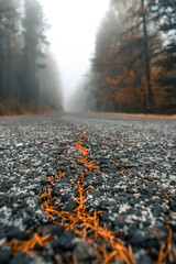 Crack in the road filled with orange pine tree needles.
