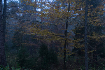 Foggy autumn colored forest