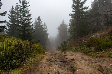Fototapeta na wymiar leśna ścieżką skąpana w porannej mgle. jesienna aura w polskich górach