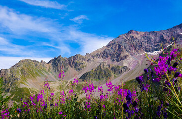 Fototapeta na wymiar Purple flower with mountains in the background
