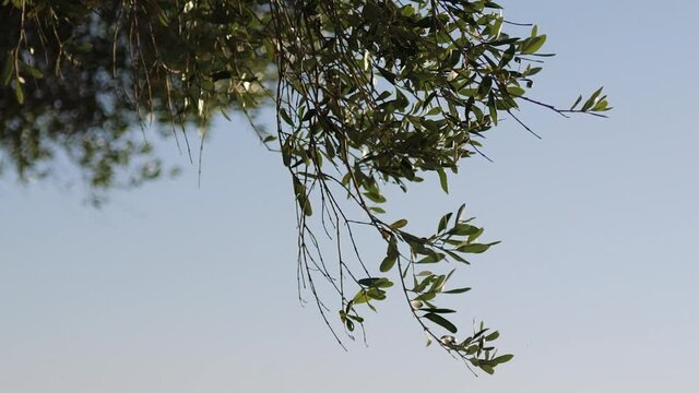 highlighted branch of an olive tree under a hot summer day and clear blue sky - Slide close up shot