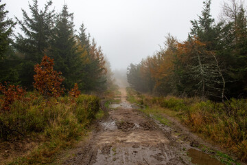 Fototapeta na wymiar błotnista droga przez las