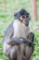 adorable little monkey