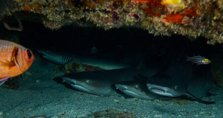 Naklejka na ściany i meble Whitetip reef sharks resting under a rock Seychelles Praslin Indian ocean