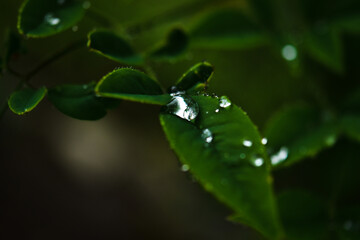 葉と水