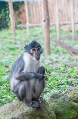 adorable little monkey