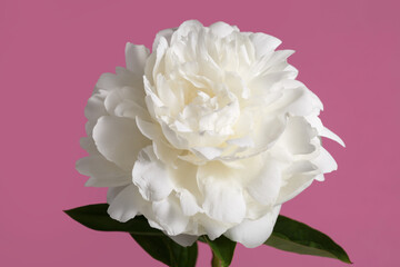 Beautiful white peony flower isolated on pink background.
