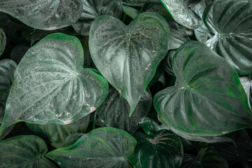Fototapeta na wymiar Dust Lush Green big leaves background 