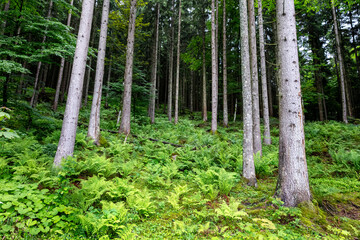 Fern on the forest floor
