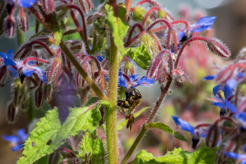 Narürlicher Anbau von Heilkräutern und förderung von Insekten im Kleingarten (Boretsch)