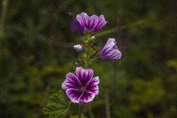 beautiful flower on the field in a countryside