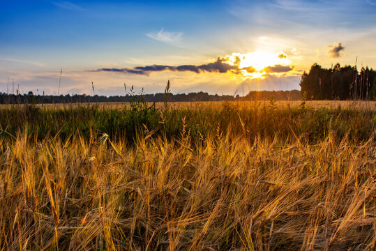 Beautiful summer sunset in the field. Idea of a rich harvest.