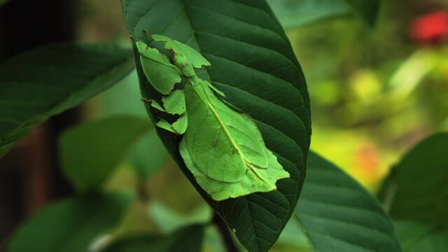 green Phylliidae sticking under a leaf and well camouflaged and themes towards the stem on a tropical forest