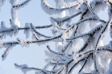 The branches of the tree are covered with snow and frost